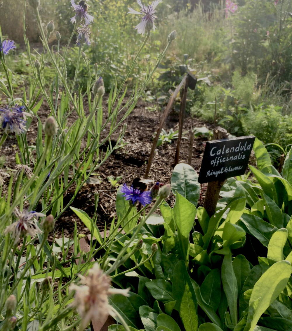 Botanischer Garten 10