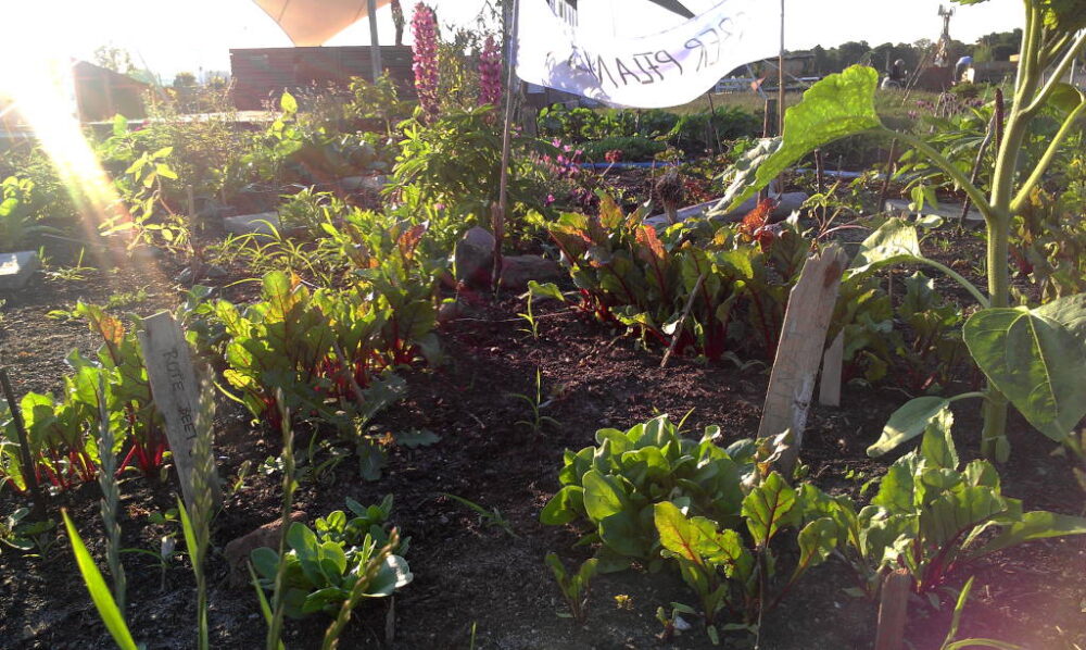 Allmende-Kontors im Tempelhofer Feld