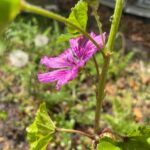 sevengardens Zertifikatskurs